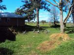 Guinea Fowl asking for feed