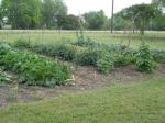 half of large vegetable garden