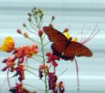 Butterfly on Pride of Barbados