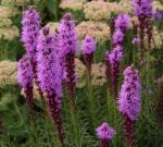 Liatris spicata (Gayfeather, Blazing Star)