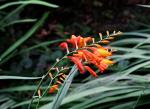 Crocosmia X crocosmiiflora (Montbretia)