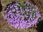 Aubretia