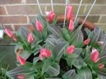 Dwarf tulip 'Pinocchio'