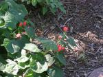 Turk's Cap