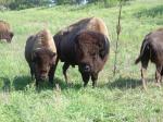 Buffalo