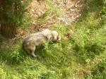 wolf eating breakfast