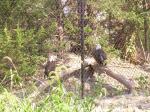 Bald Eagles sunning themselves