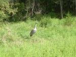 Sandhill Crane