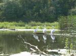 3 Pelicans on a log