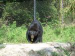 Black Bear eating an orange