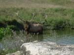 Elk with grass on his antlers