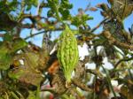 Young Gourd