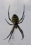 Argiope, aka gardener's friend