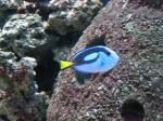 Tropical fish in Waco Zoo Aquarium