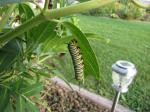 Monarch caterpillar