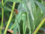 Monarch Chrysalis