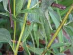 Monarch Chrysalis