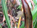 Empty chrysalis...