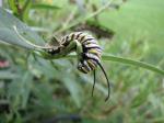 Monarch caterpillar