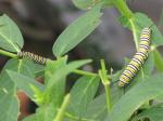 Monarch caterpillar