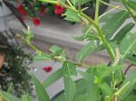 Monarch caterpillar