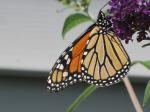 Monarch Butterfly