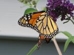 Monarch Butterfly