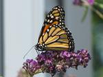 Monarch Butterfly