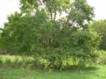 big old Hedge tree