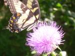 butterfly on a thistle