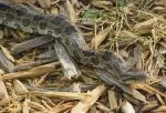 Prairie king snake