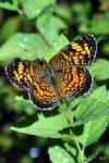 Pearl Crescent outer wings