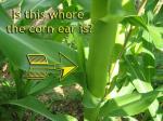 Corn ear??