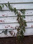 Rose transplanted at back of shed.