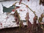 Droopy leaves on transplanted rose