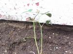 Small rose that offshoot from same root system.