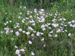 Evening primrose