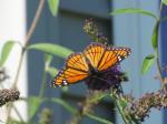 Viceroy Butterfly