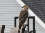 Coopers Hawk