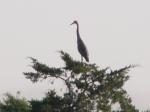 Great blue heron