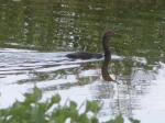 Anhinga