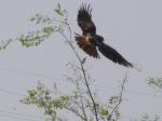 Redtail Hawk