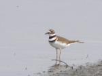 Kildeer