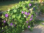 morning glories