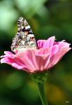 Painted Lady  butterfly
