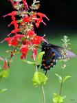 Spicebush Swallowtail on Salvia