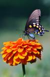 Spicebush swallowtail on zinnia