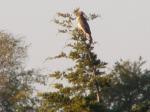 Northern Harrier hawk