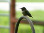 Ruby-throated Hummingbird