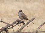 White crowned sparrow